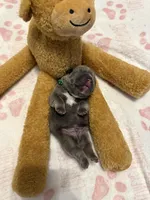 Finn, a male French Bulldog for sale in Greenville, TX – Photo 5 of 5