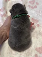 Finn, a male French Bulldog for sale in Greenville, TX – Photo 4 of 5