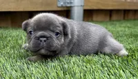 Finn, a male French Bulldog for sale in Greenville, TX – Photo 1 of 5