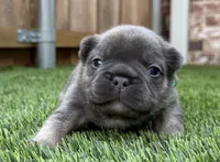 Finn, a male French Bulldog for sale in Greenville, TX – Photo 3 of 5