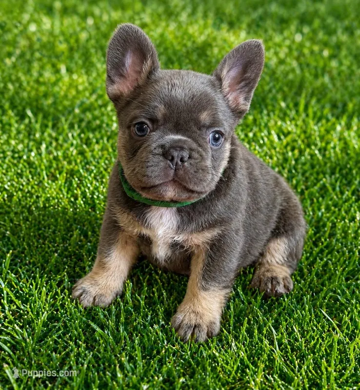 Finn – French Bulldog puppy for sale in Greenville, TX