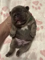 Finn, a male French Bulldog for sale in Greenville, TX – Photo 2 of 5