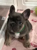 Finn, a male French Bulldog for sale in Greenville, TX – 2 of 6