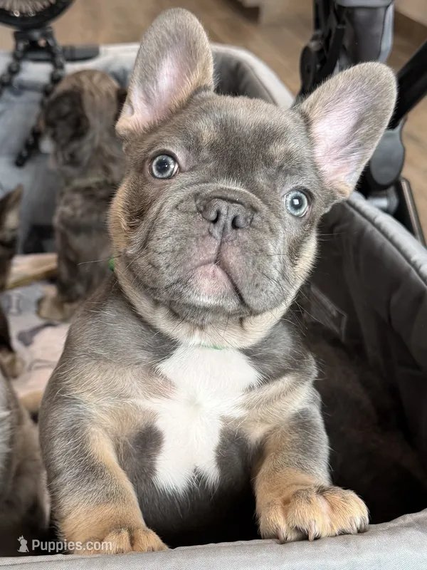 Finn – French Bulldog puppy for sale in Greenville, TX