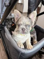 Dublin, a male French Bulldog for sale in Greenville, TX – 2 of 10