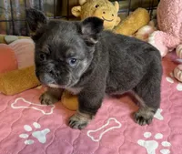 Finn, a male French Bulldog for sale in Greenville, TX – 4 of 6