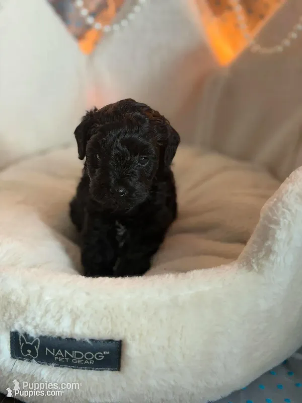 SIRIUS – Schnoodle puppy for sale in Spokane, WA