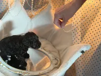 SIRIUS, a male Schnoodle for sale in Spokane, WA – Photo 4 of 9