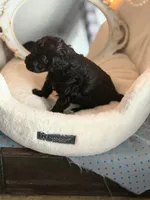 SIRIUS, a male Schnoodle for sale in Spokane, WA – Photo 2 of 9