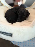 SIRIUS, a male Schnoodle for sale in Spokane, WA – Photo 6 of 9