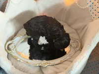 SIRIUS, a male Schnoodle for sale in Spokane, WA – Photo 5 of 9