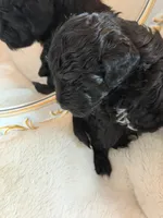 SIRIUS, a male Schnoodle for sale in Spokane, WA – Photo 8 of 9