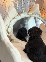 SIRIUS, a male Schnoodle for sale in Spokane, WA – Photo 9 of 9