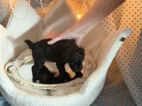 SIRIUS, a male Schnoodle for sale in Spokane, WA – Photo 3 of 9