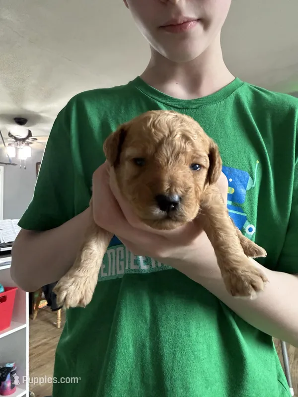 Maple- clear or 1 cddy, a female Poodle - Toy  for sale in Spokane, WA – Photo 1 of 3