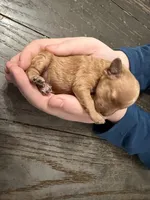 Maple- clear or 1 cddy, a female Poodle - Toy  for sale in Spokane, WA – Photo 3 of 3