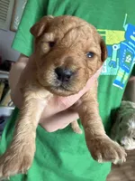 Maple- clear or 1 cddy, a female Poodle - Toy  for sale in Spokane, WA – Photo 2 of 3