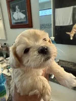 Tinker Bell , a female Bichon Frise and Maltese for sale in Century, FL – Photo 4 of 4