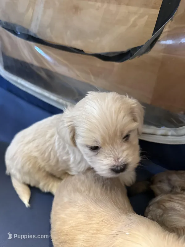 Tinker Bell  – Bichon Frise, Maltese puppy for sale in Century, FL