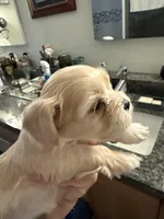 Tinker Bell , a female Bichon Frise and Maltese for sale in Century, FL – Photo 2 of 4