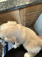 Tinker Bell , a female Bichon Frise and Maltese for sale in Century, FL – Photo 3 of 4