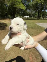 Banshee, a female Bichon Frise for sale in Century, FL – Photo 2 of 2