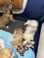 Banjo, a female Bichon Frise and Maltese for sale in Century, FL – Photo 3 of 3