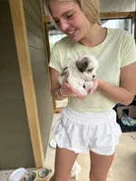 Banshee , a female Bichon Frise and Maltese for sale in Century, FL – Photo 2 of 5