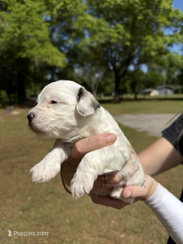 Banshee – Bichon Frise puppy for sale in Century, FL