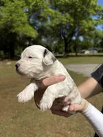 Banshee, a female Bichon Frise for sale in Century, FL – Photo 1 of 2