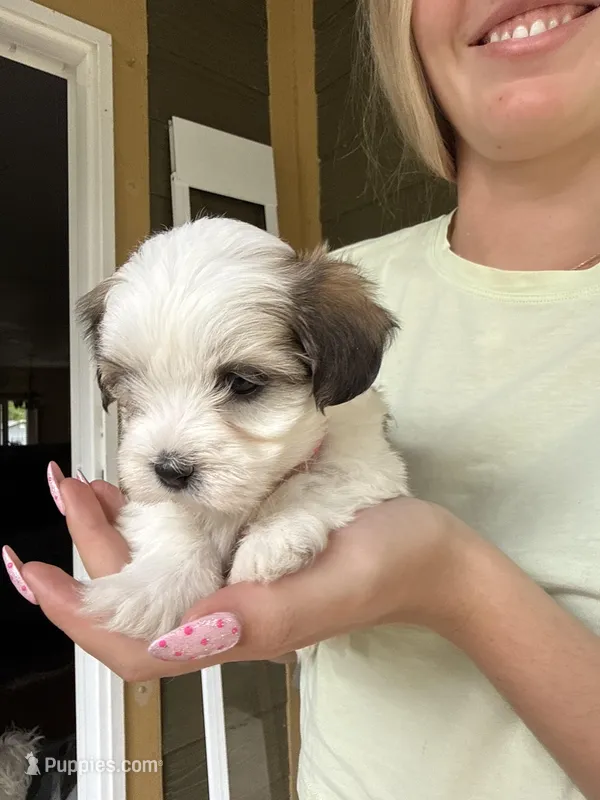 Banshee  – Bichon Frise, Maltese puppy for sale in Century, FL