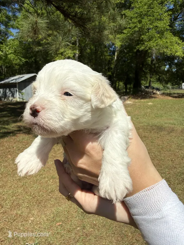 Dolly – Bichon Frise, Maltese puppy for sale in Century, FL