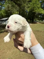 Dolly, a female Bichon Frise and Maltese for sale in Century, FL – Photo 1 of 2