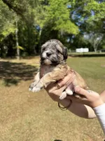 Diego, a male Bichon Frise and Maltese for sale in Century, FL – Photo 2 of 4