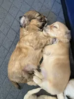 Diego, a male Bichon Frise and Maltese for sale in Century, FL – Photo 3 of 4