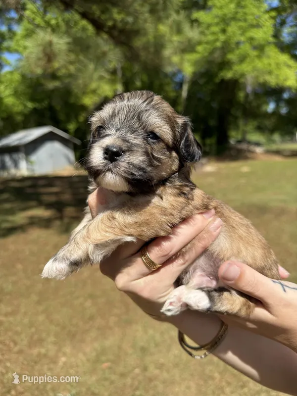 Diego – Bichon Frise, Maltese puppy for sale in Century, FL