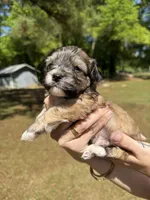 Diego, a male Bichon Frise and Maltese for sale in Century, FL – Photo 1 of 4