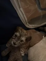 Diego, a male Bichon Frise and Maltese for sale in Century, FL – Photo 4 of 4