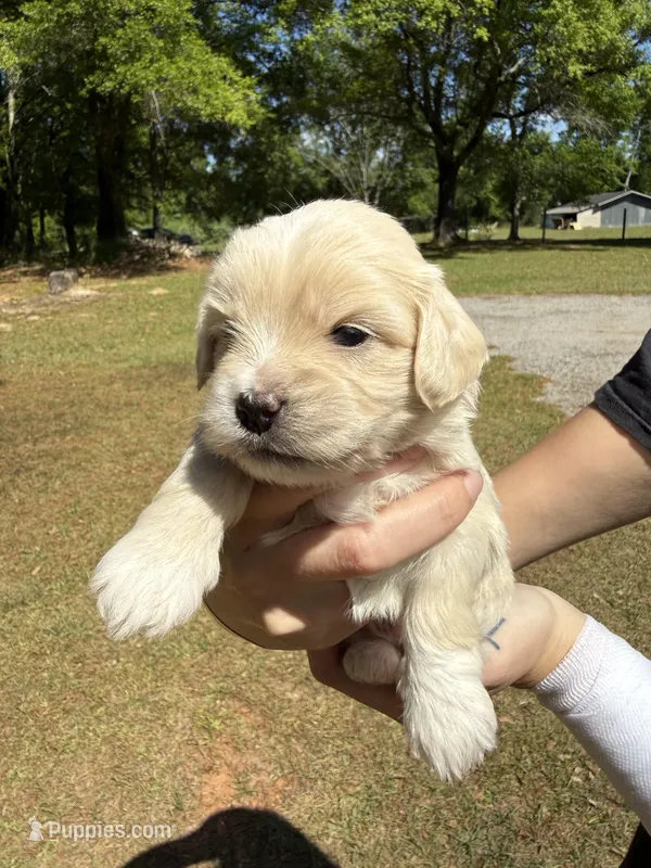 Dom – Bichon Frise puppy for sale in Century, FL