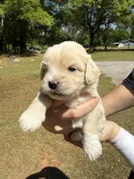 Dom, a male Bichon Frise for sale in Century, FL – Photo 1 of 4