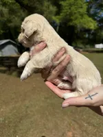 Dom, a male Bichon Frise for sale in Century, FL – Photo 3 of 4