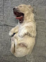 Dom, a male Bichon Frise for sale in Century, FL – Photo 2 of 4