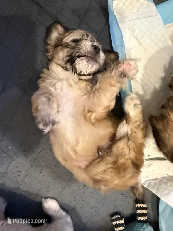 Roco  – Bichon Frise, Maltese puppy for sale in Century, FL