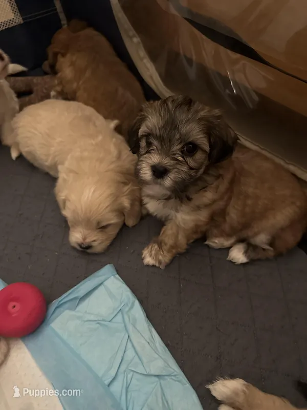 Randy  – Bichon Frise, Maltese puppy for sale in Century, FL