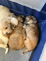 Roco , a male Bichon Frise and Maltese for sale in Century, FL – Photo 2 of 3