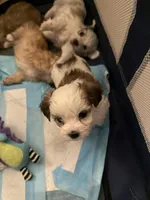 Baby boy , a male Bichon Frise and Maltese for sale in Century, FL – Photo 2 of 2