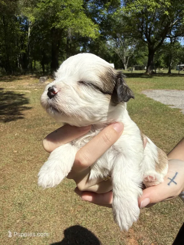 Baby – Bichon Frise puppy for sale in Century, FL