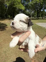Baby, a female Bichon Frise for sale in Century, FL – Photo 1 of 2