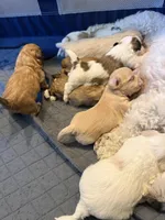 Baby, a female Bichon Frise for sale in Century, FL – Photo 2 of 2