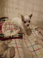 LC Female Tea cup, a female Chihuahua for sale in Gainesville, FL – Photo 1 of 4